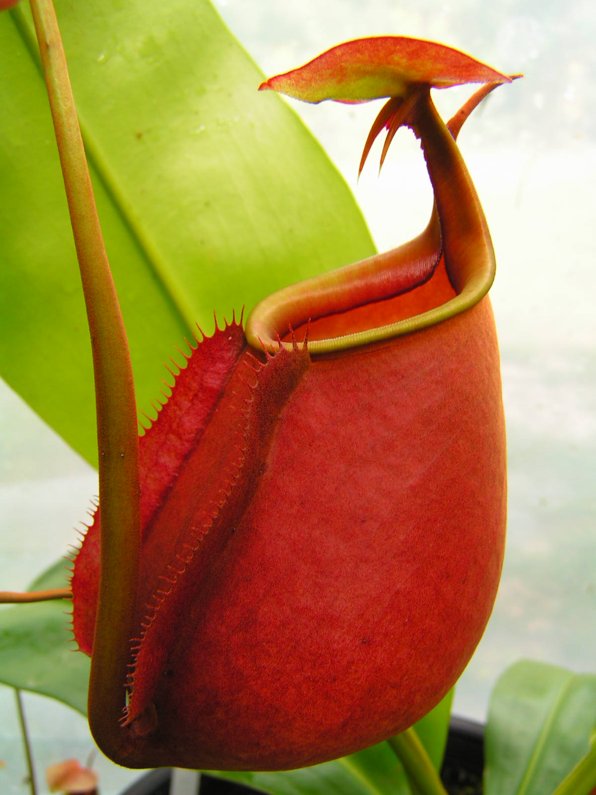 Nepenthes Bicalcarata - Alchetron, The Free Social Encyclopedia